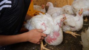 ?245 КГ МЯСА ЗА 19.000 РУБ И 100 ДНЕЙ! КАК ЭТО БЫЛО...