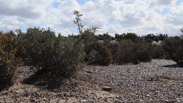 Пингвины в Пунто Томбо, Аргентина смотреть онлайн