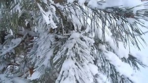 ФУТАЖ.Сосны в снегу.Зима.Снег.Футажи Скачать Бесплатно