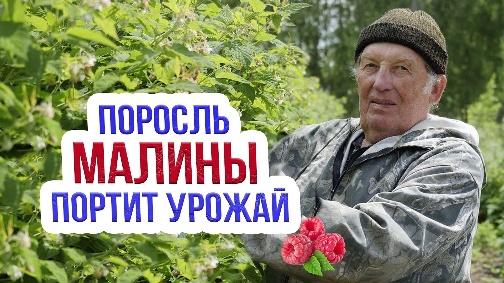 Как правильно удалить поросль малины чтобы увеличить урожай? Технология раздельного выращивания