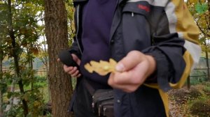 Дуб черешчатый (Quercus robur) и липа описание болячек, на что стоит обратить внимание при покупке