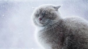 Серый кот сидел и замерзал рядом с подъездом. Но никто не обращал на него внимания