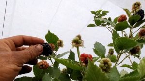 Ежевика Прайм Арк Фридом. Первый урожай.