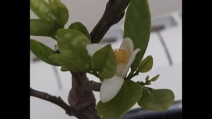 Реанимация цитрусовых на примере лиметты Пурша.