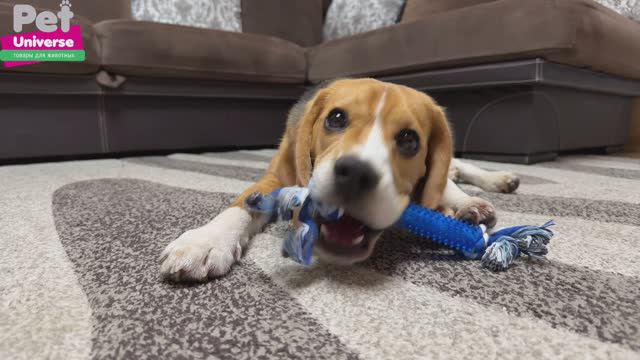 PU6015 Игрушка для собак Pet Universe палка с шипами и канатом 27 см смотреть онлайн