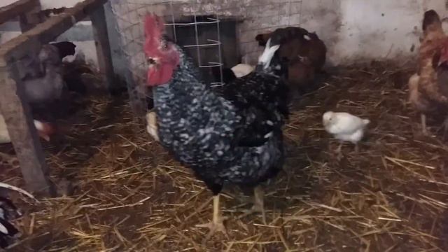 Цыплятам 4 недели / Квочка бросила цыплят