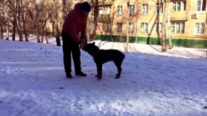 Дрессировка щенка Кане Корсо. Послушание и воспитание. Начало дрессировки и первые команды
