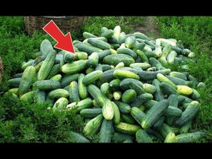 Сделайте это с огурцами в жару и увидите как много их будет! Как поливать огурцы в жару?