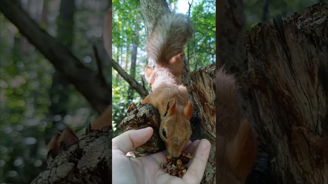 Белки любят орехи 👍🐿️