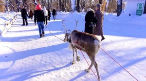 Вадик катается на олене!