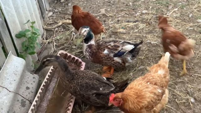 Дом ремёсел в Долматово смотреть онлайн