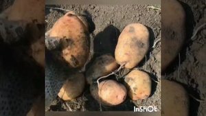 Картофель без окучивания, сорт «Красавчик»