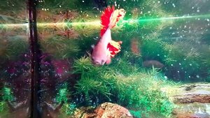 Рыбка аквариумная Петушок, кормление. Сомы присоски Анциструсы жёлтые.