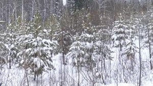 Рекультивация земель на месте угольного разреза