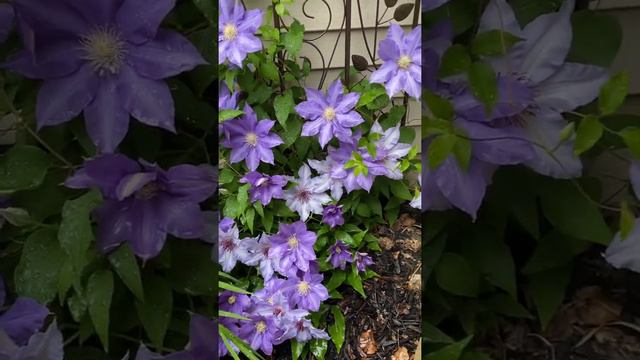 Clematis H F Young & First Lady