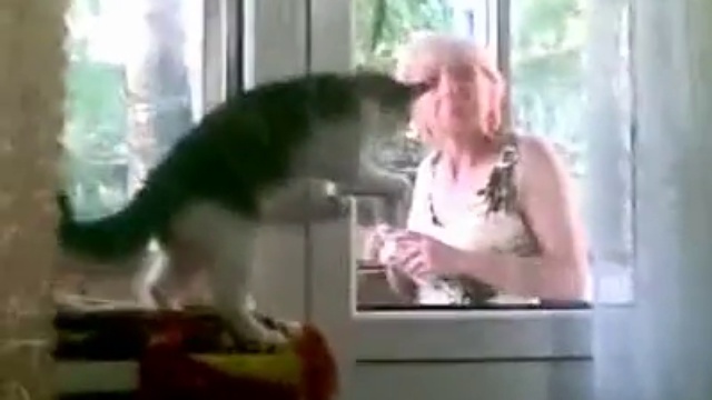 Кот защищает дом. Кот защищает дом. Кот сидит на форточке. Кот защищает дом. Кот защищает дом.