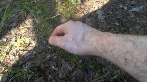 Защита от комаров. Средство от комаров "своими руками". Отпугиватель насекомых из фруктов