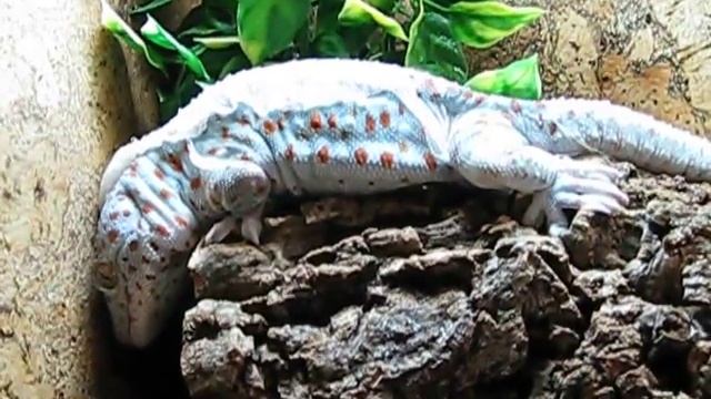 Линька геккона Токи (ч.4) смотреть онлайн