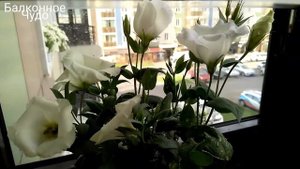 ЭУСТОМА комнатная КАРЛИКОВАЯ?в домашних условиях!