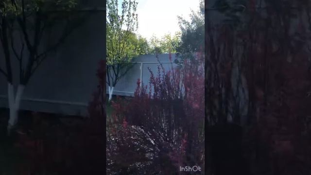 Летолето счастье дача уют цветы домвдеревне