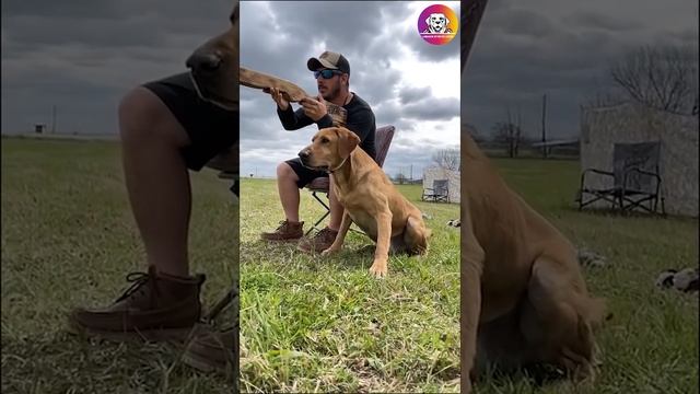 labrador retriever training