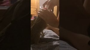 Домашний заяц!!! Ответ - можно бы вырастить зайца?