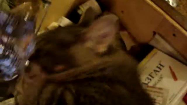 Кот с таблетками смотреть онлайн