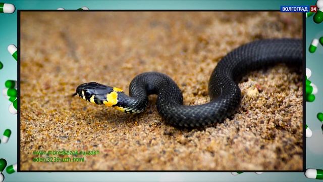 Пульс. Летняя простуда, укусы змей, биоревитализация. Выпуск 03.07.19 смотреть онлайн