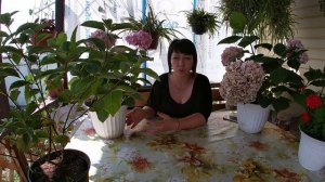 Выращивание гортензии как кадочное растение
