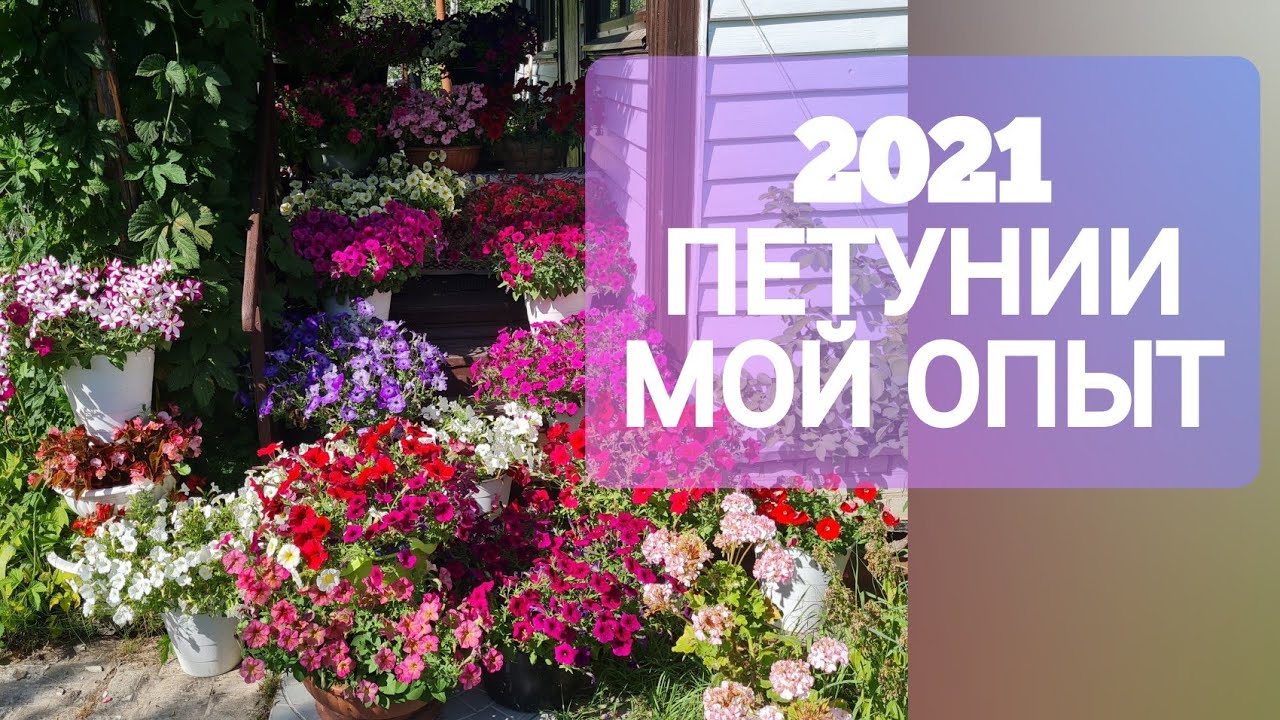 ПЕТУНИИ 2021 МОЙ опыт ВЫРАЩИВАНИЯ _ ПРОСТО и ЛЕГКО.mp4