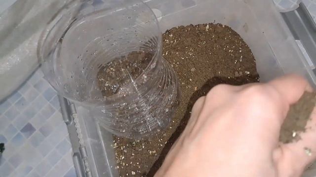 РАЗМНОЖЕНИЕ  МОЖЖЕВЕЛЬНИКА ЧЕРЕНКАМИ