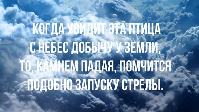 Загадка про хищную птицу в небе смотреть онлайн