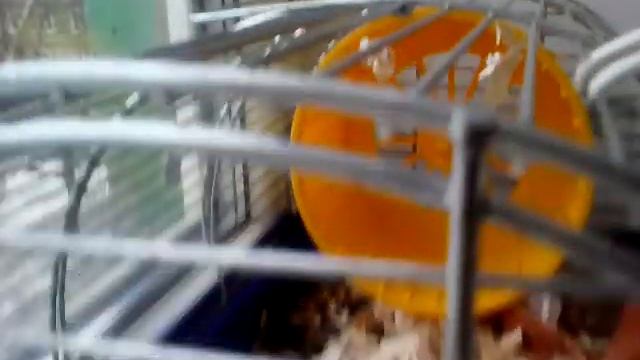 Как ухаживать за хомяком джунгарским
