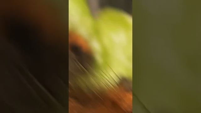 бабочка (малинновй шелкопряд) смотреть онлайн