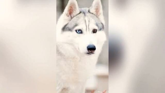 Собаки❤❤