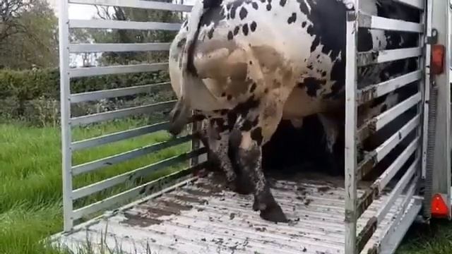 Бык весом 2000 кг.Порода Бельгийская Голубая. смотреть онлайн