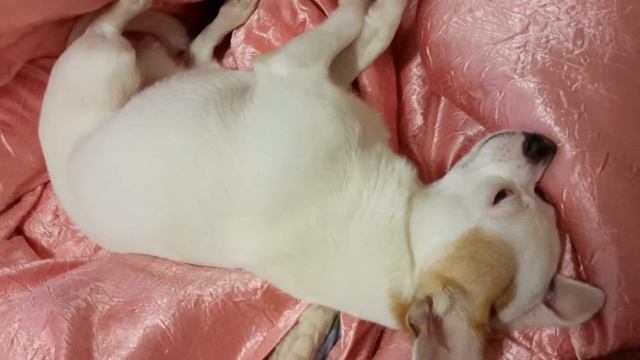 Собака спит с открытыми глазами смотреть онлайн