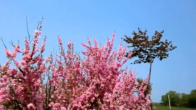 Chopin : Mazurka No.47, a minor Op 68 No.2 смотреть онлайн