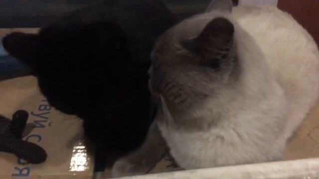 А он мне нравится! mp4 смотреть онлайн