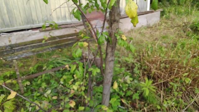 4-Моя новая дача.. второй участок. Уход за Яблонями.. 20.09.21.