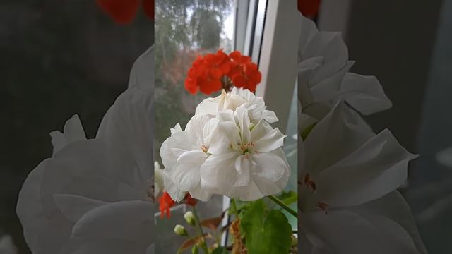 Виды гераней смотреть онлайн