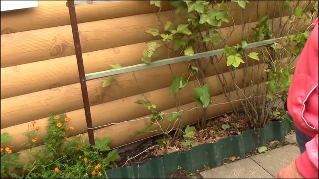 Смородина на шпалере Устройство для полива малины. Корнюшина Людмила. смотреть онлайн
