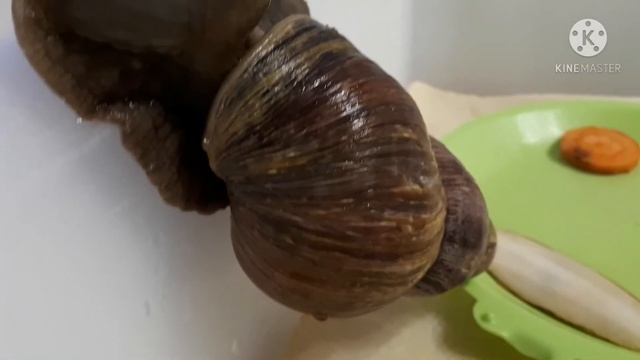 Едят ли помидоры улитки Ахатины. Тимошка и помидорка ? смотреть онлайн