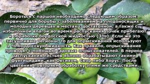 Болезни яблонь и борьба с ними.
