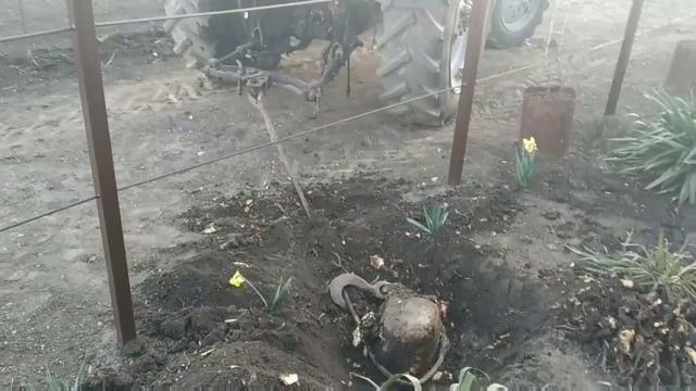 Трактор МТЗ 82.1 вытаскивает корень без проблем./.! Молдова смотреть онлайн