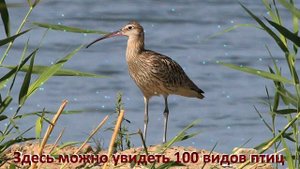 город Курчатов
