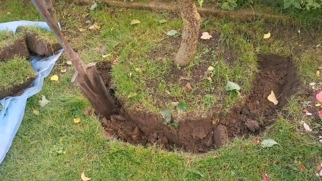 Дача как хобби. Перевалка абрикоса. смотреть онлайн