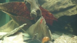 Аквариум 300 литров.  1 месяц после запуска