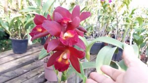 Cattleya Blc Bruno Bruno