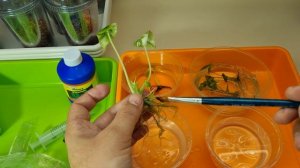 Микроклоны. А Вы так высаживаете?